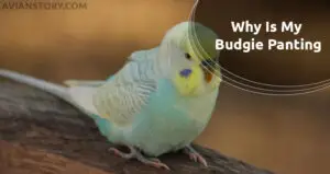 Why Is My Budgie Panting: How to Help?