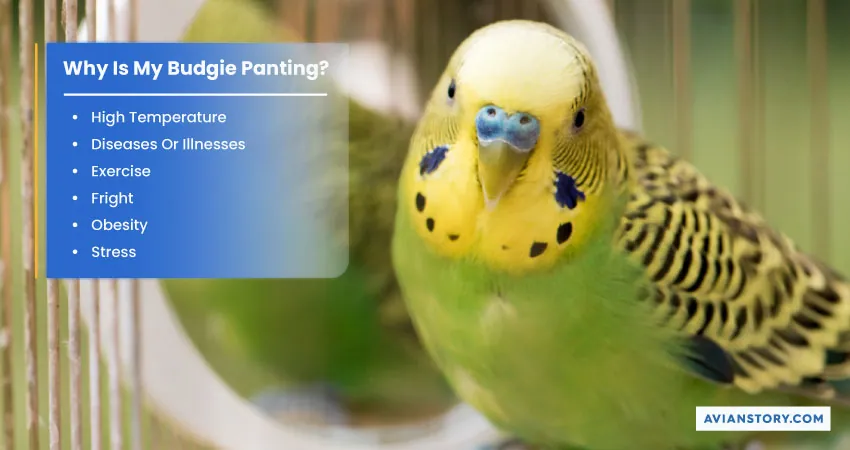 Why Is My Budgie Panting