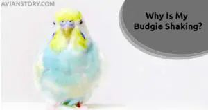 Why Is My Budgie Shaking