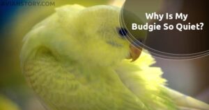 Why Is My Budgie So Quiet