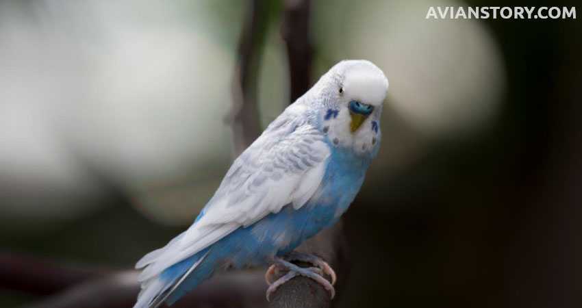 Will A Budgie Recognize Their Name When Called