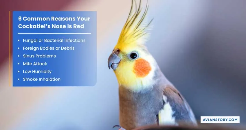 Why Is My Cockatiels Nose Red? - 6 Reasons and Symptoms 2