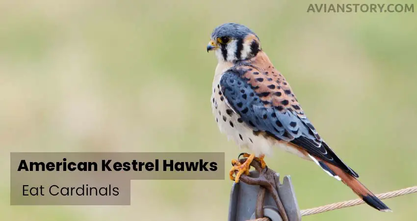 American Kestrel Hawks Eat Cardinals