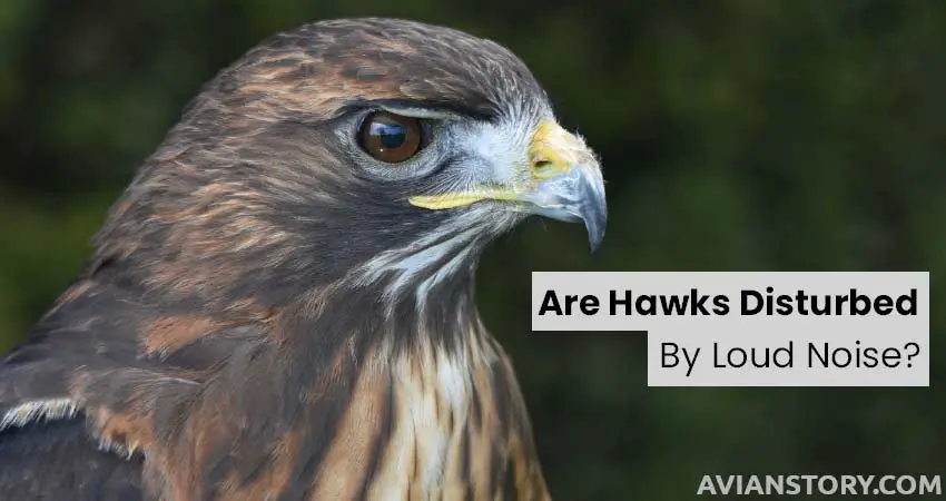 Are Hawks Disturbed By Loud Noise