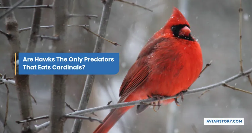 Are Hawks The Only Predators That Eats Cardinals