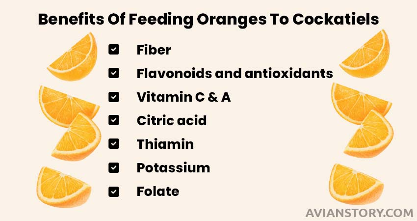 Benefits Of Feeding Oranges To Cockatiels