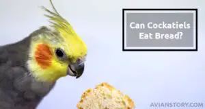 Can Cockatiels Eat Bread? Everything to Know About Risks and Gains of Bread