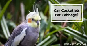 Can Cockatiels Eat Cabbage? What Should You Feed A Cockatiel?