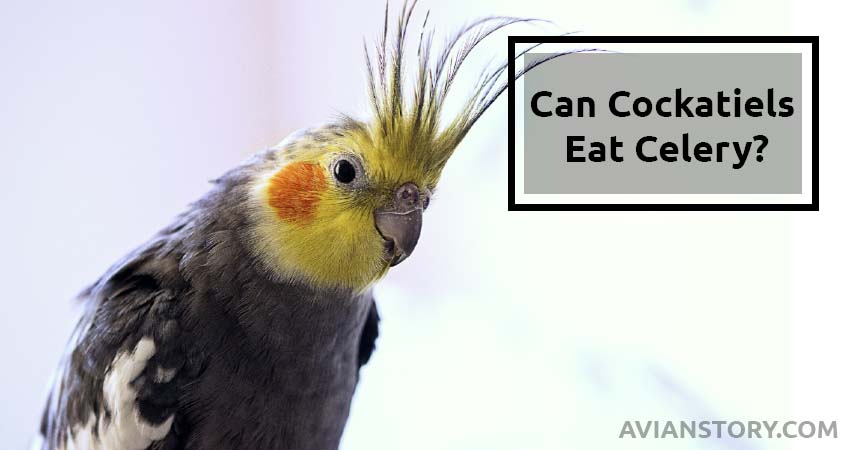 Can Cockatiels Eat Celery? How Do You Prepare It?