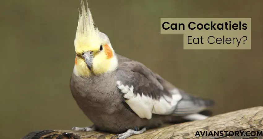 Can Cockatiels Eat Celery?