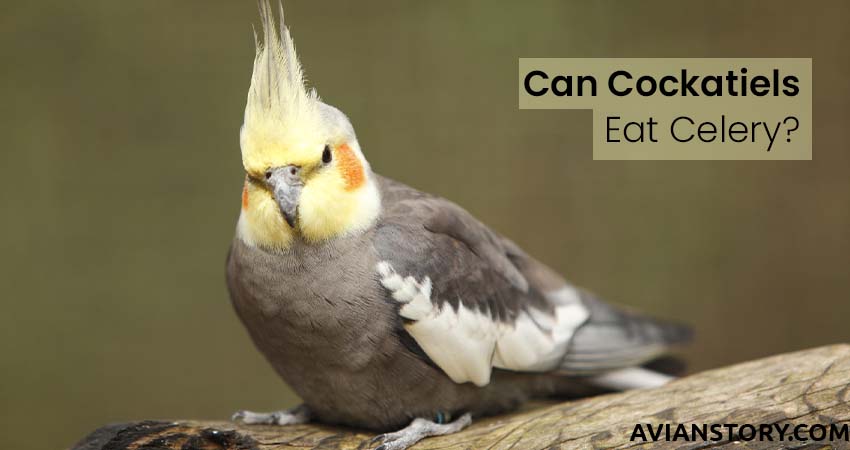 Can Cockatiels Eat Celery?