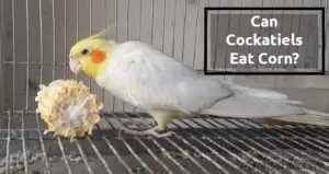 Can Cockatiels Eat Corn? Do They Prefer It Raw or Cooked?