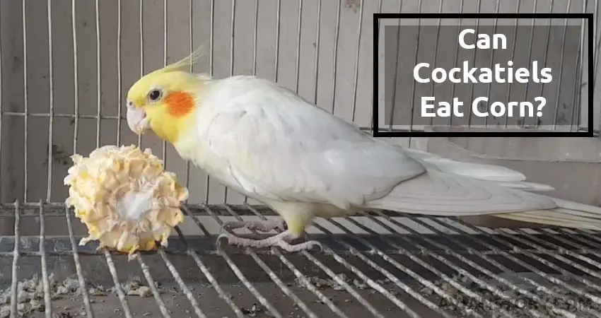 Can Cockatiels Eat Corn? Do They Prefer It Raw Or Cooked?