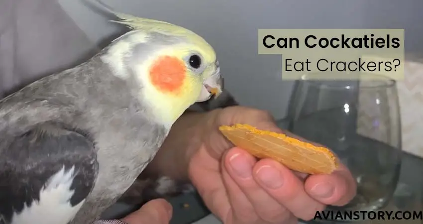 Can Cockatiels Eat Crackers