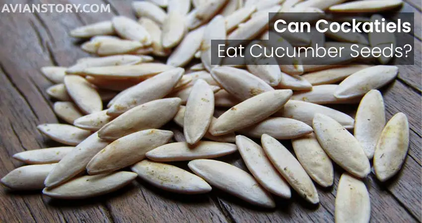 Can Cockatiels Eat Cucumber Seeds?