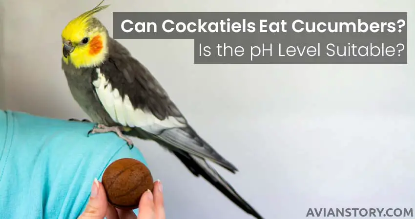Can Cockatiels Eat Cucumbers? Is the pH Level Suitable?