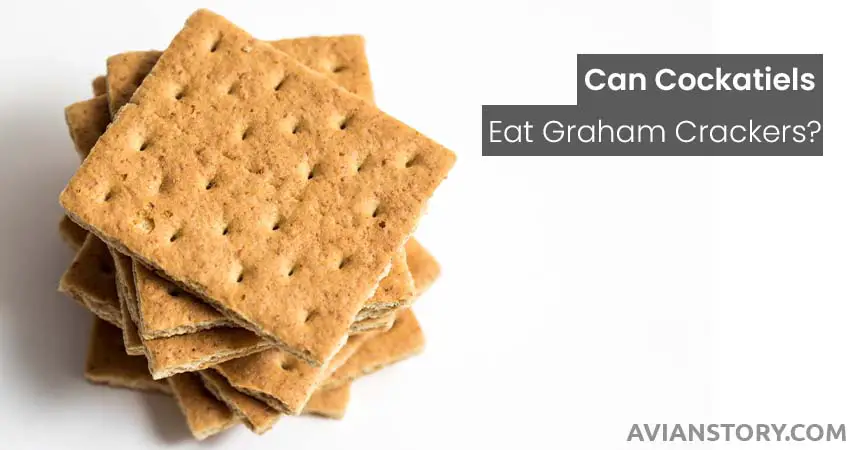 Can Cockatiels Eat Graham Crackers