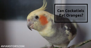 Can Cockatiels Eat Oranges?- [What About The Peel?]