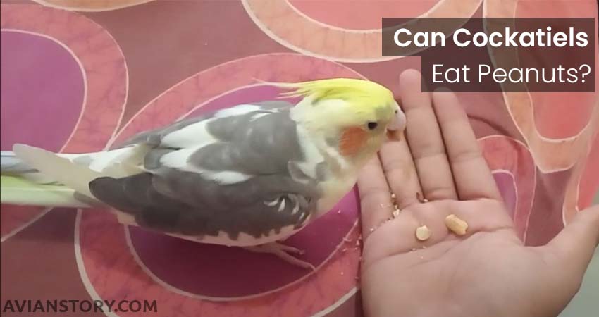 Can Cockatiels Eat Peanuts