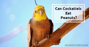 Can Cockatiels Eat Peanuts? [Addressing 5 Risks]
