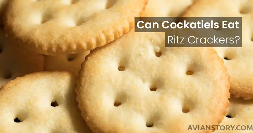Can Cockatiels Eat Ritz Crackers