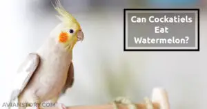 Can Cockatiels Eat Watermelon? Read the Benefits Before You Feed