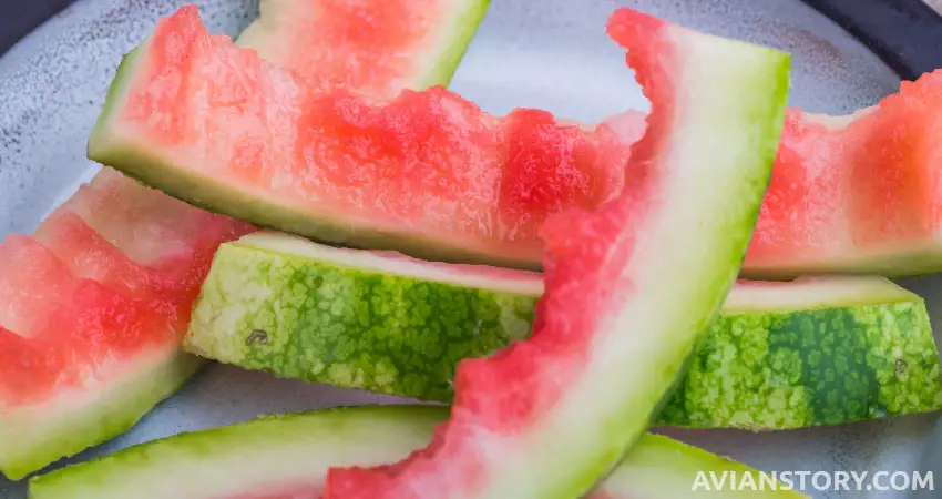 Can Cockatiels Eat Watermelon Skin