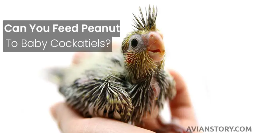 Can You Feed Peanuts To Baby Cockatiels