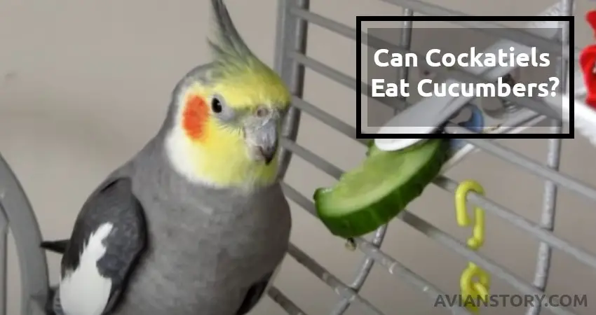 Cockatiel - Avian Story