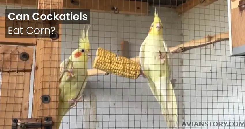 Cockatiel Eat Corn