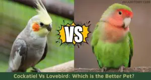 Cockatiel Vs Lovebird: Which is the Better Pet?