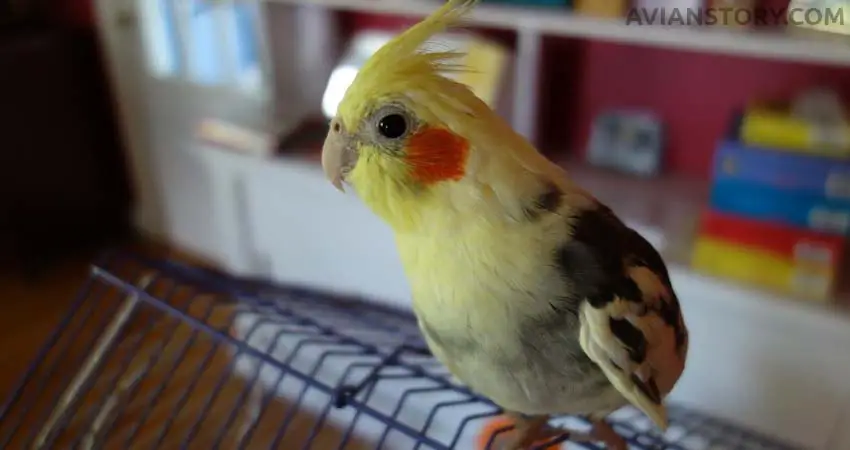 Cockatiels' Diseases Associated with Sneezing: When You Need to Worry