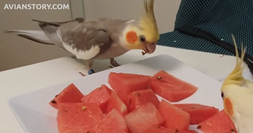 Can Cockatiels Eat Watermelon