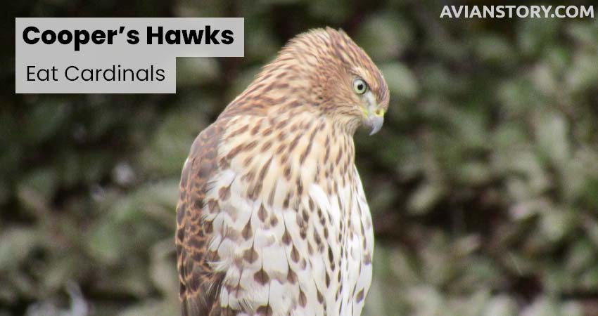 Cooper’s Hawks Eat Cardinals