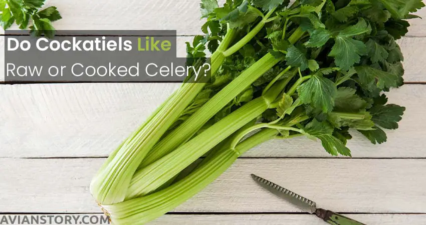 Do Cockatiels Like Raw or Cooked Celery?