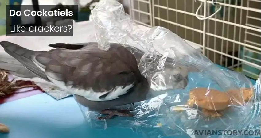 Do Cockatiels Like crackers