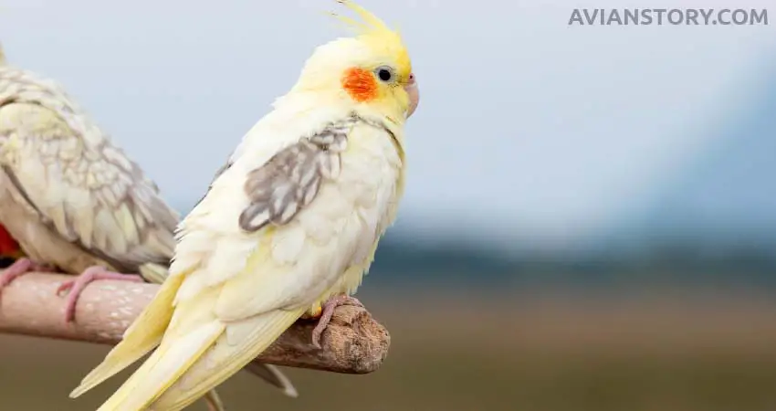 Do Cockatiels Need Special Diets If They Eat Bread
