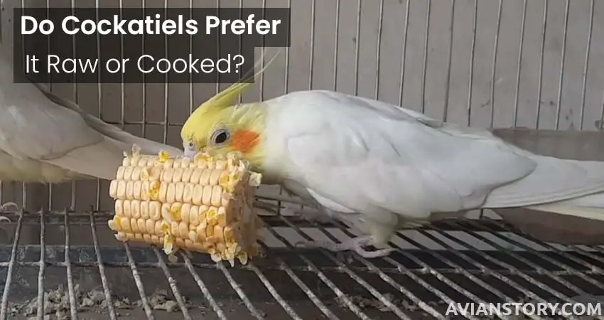 Do Cockatiels Prefer It Raw or Cooked