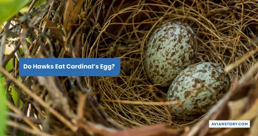 Do Hawks Eat Cardinals Egg