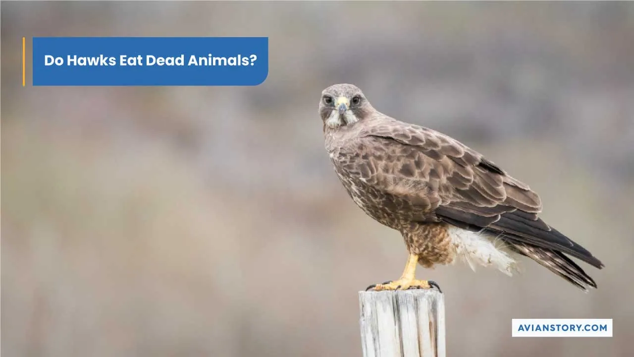 Do Hawks Eat Dead Animals? Everything You Need To Know!