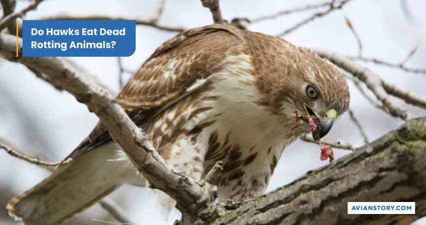 Do Hawks Eat Dead Animals? Everything You Need to Know! 2