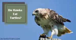 Do Hawks Eat Turtles? Everything You Want to Know!