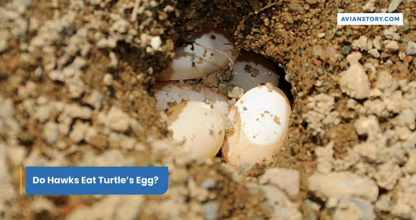 Do Hawks Eat Turtles Egg