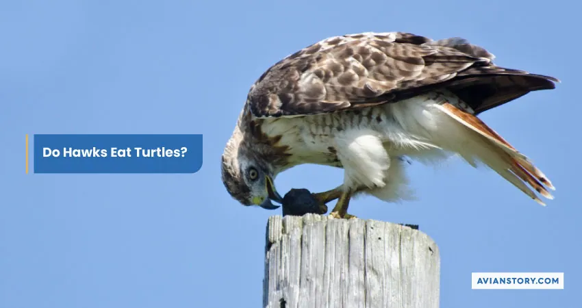 Do Hawks Eat Turtles