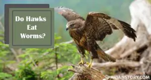 Do Hawks Eat Worms?