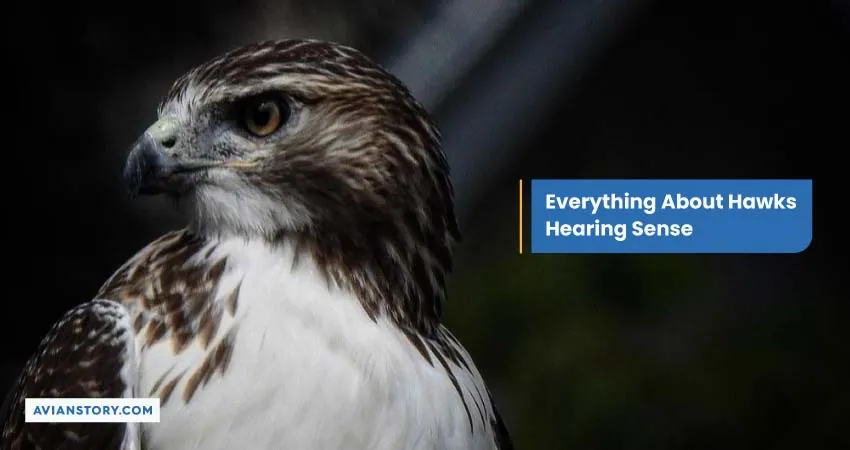 Everything About Hawks Hearing Sense