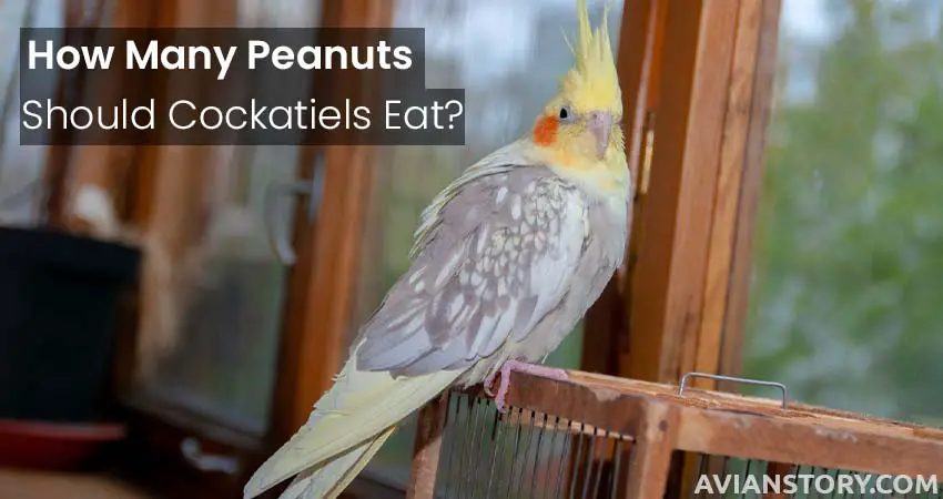 How Many Peanuts Should Cockatiels Eat