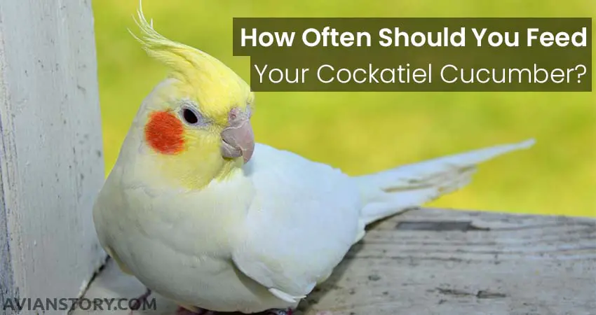 How Often Should You Feed Your Cockatiel Cucumber?