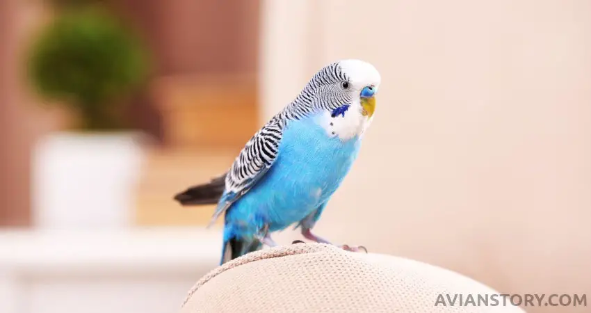 How To Turn My Silent Budgie Into A Chirping One