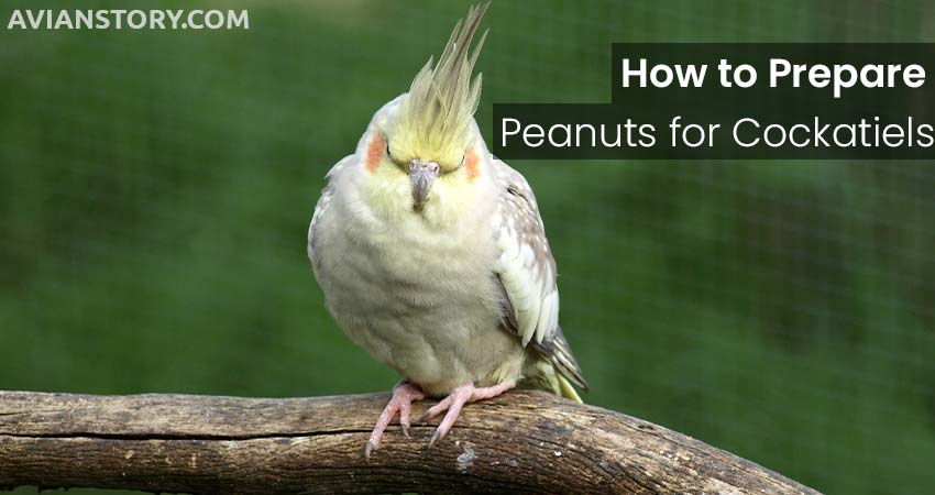 How to Prepare Peanuts for Cockatiels